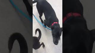 Video preview image #1 Doberman Pinscher-Unknown Mix Puppy For Sale in San Diego, CA, USA