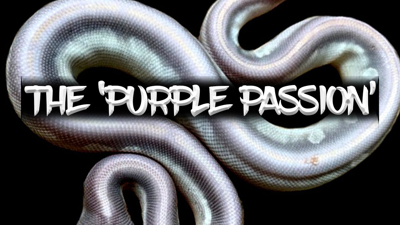 The 'Purple Passion' Ball Python