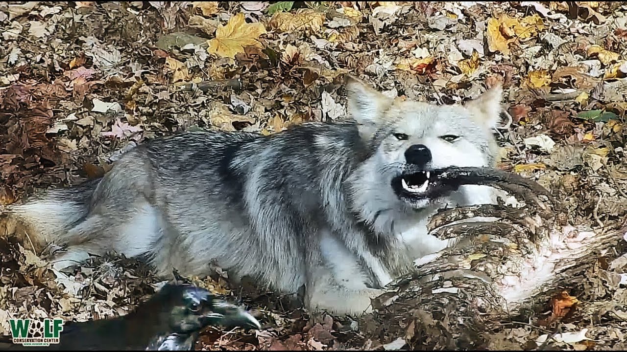 ワタリガラスとオオカミが同じ獲物の周りに集まる映像