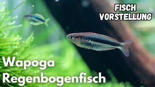 Wapoga-Regenbogenfisch - Chilatherina alleni "Wapoga" | Liquid Nature Fisch Vorstellung