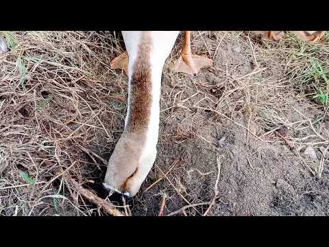 Le oche sanno come prendersi Cura