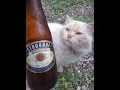 Я дую пиво эвридей ( I Do You Pivo Everyday ) 