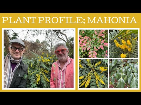 Plant Profile: Mahonia - eight brilliant examples!!