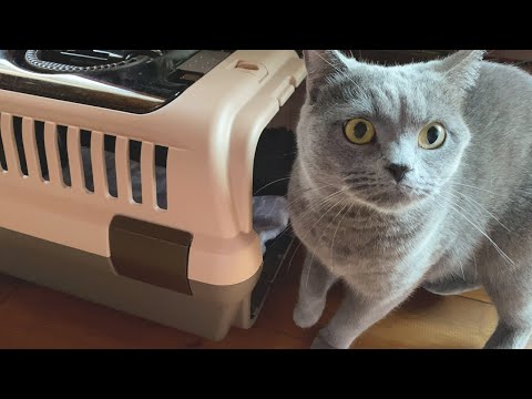 10 months after rescue cat adoption | carrier challenge (long term) | British Shorthair
