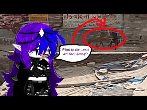 Dog fights in Bangladesh be like: 🤬