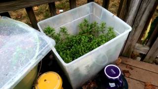 Emersed Aquarium Plants | Final Harvest 2015
