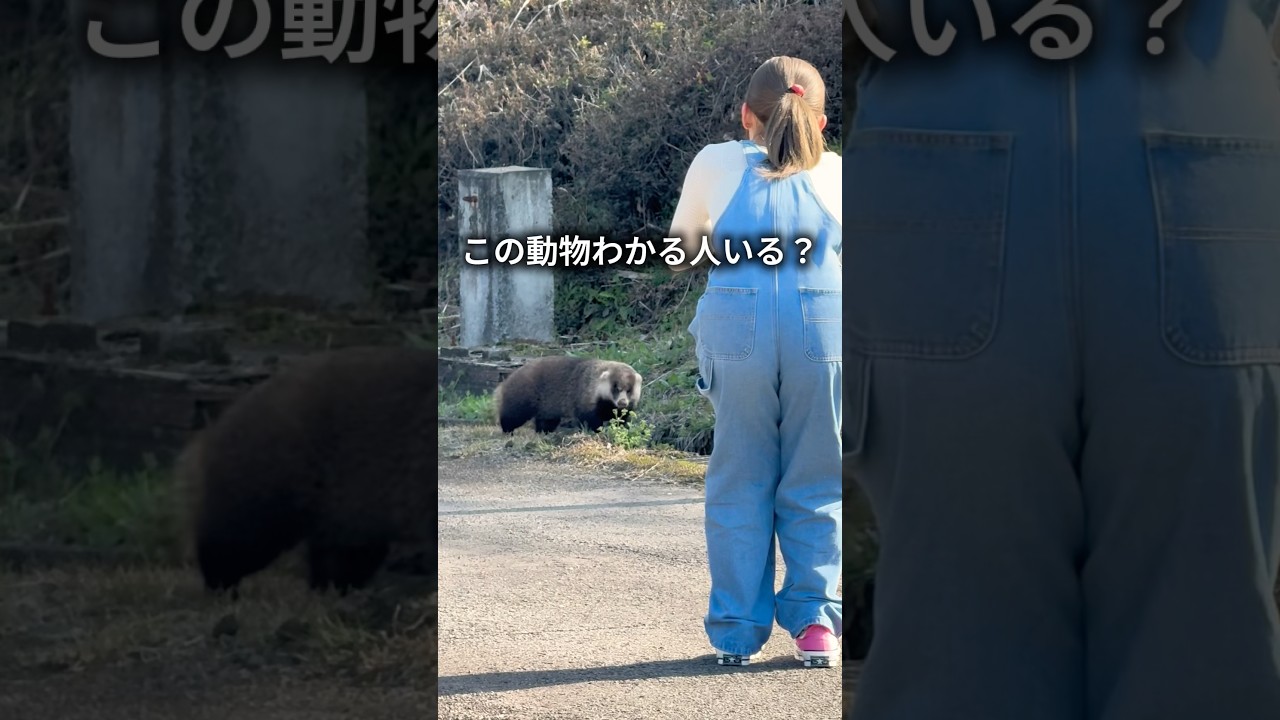 謎の生物に出会いました