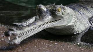 Gharial Conservation at the Bronx Zoo