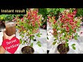Rangoon Creeper Madhumalti Secret Fertilizer Madhumalti Vine Plant Care Jhumka Bail Grow N Care