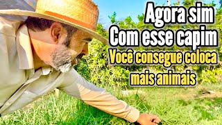O MELHOR CAPIM PRA PEQUENAS ÁREAS | COM ESSE CAPIM VOCÊ VAI CRESCER MUITO