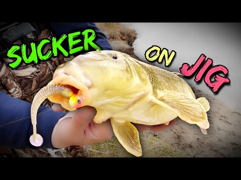 Spring Walleye and Sucker Fishing on Qu’Appelle River 2022 (Surprise Catch!)