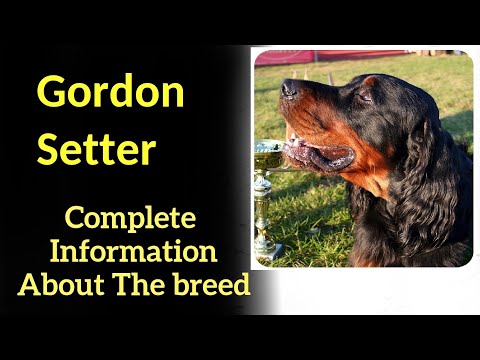 , title : 'Gordon Setter. Pros and Cons, Price, How to choose, Facts, Care, History'