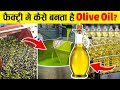 कैसे बनाया जाता है जैतून का तेल ? Olive Oil Factory Production