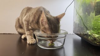 Kittens Eat Duckweed