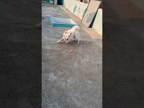 #dance #comedy #dancer  my dog plz subscribe my channel guys