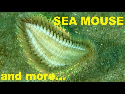 download lagu mp3 mp4 Sea Mouse, download lagu Sea Mouse gratis, unduh video klip Download Sea Mouse Mp3 dan Mp4 Music Gratis