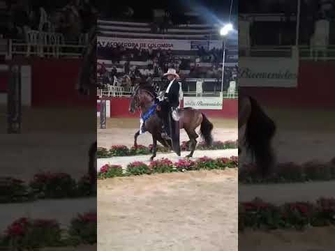 Aran campeón en Arbelaez  cundinamarca