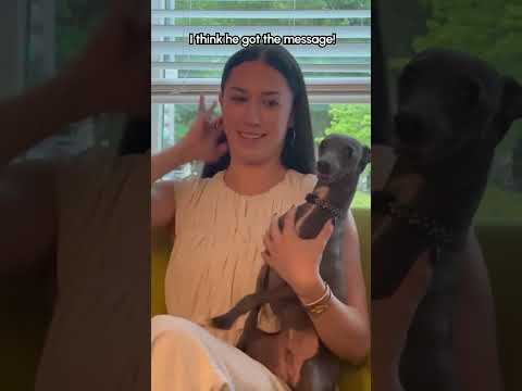 Smart Dog Obeys Sign Language Commands