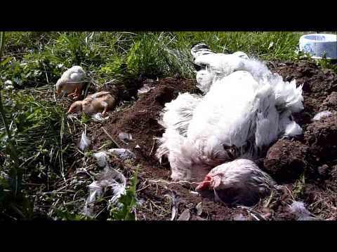 Chicks first dust bath