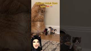 Download lagu Uncle Ginger got startled 😹 #comedy #shorts #funny mp3
