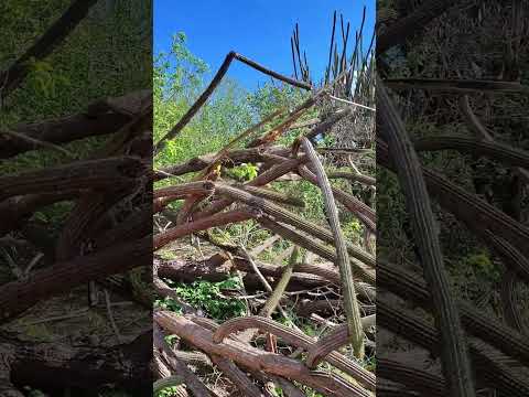 Desbravando fazenda Habitat Marte. #caatinga #nordeste #riograndedonorte #brazil #brasil