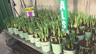 Join me for early spring plant shopping at Menards! @Lisatthatsme 