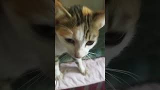 Download lagu maaf ya nico sudah matiin kamu aku kangen sama mu nico😭😭😭😭 mp3