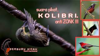 Download lagu suara pikat Kolibri super ampuh anti zonk #suarapikatburungkecil #suarapikat @pemburu_kicau mp3 Download lagu suara pikat Kolibri super ampuh anti zonk #suarapikatburungkecil #suarapikat @pemburu_kicau mp3