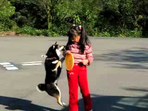 小寶去陽明山&擎天崗 ~~影片(原發表者:阿寶)(影片)