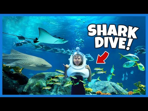 MERGULHO NO MAR DO CARIBE!! - Cozumel México (SCUBA TOUR)