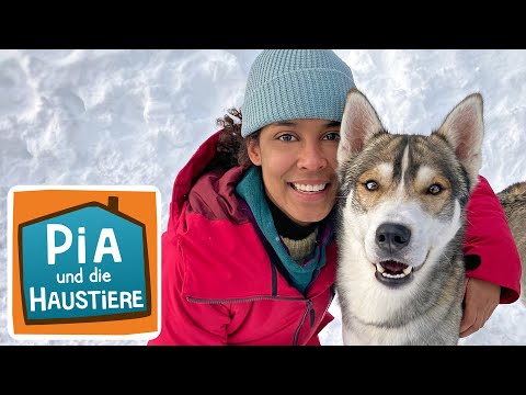 Sibirischer Husky | Information für Kinder | Pia und die Haustiere
