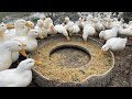 Duck Raise Ducklings From Small To Mature Ducks The Duck