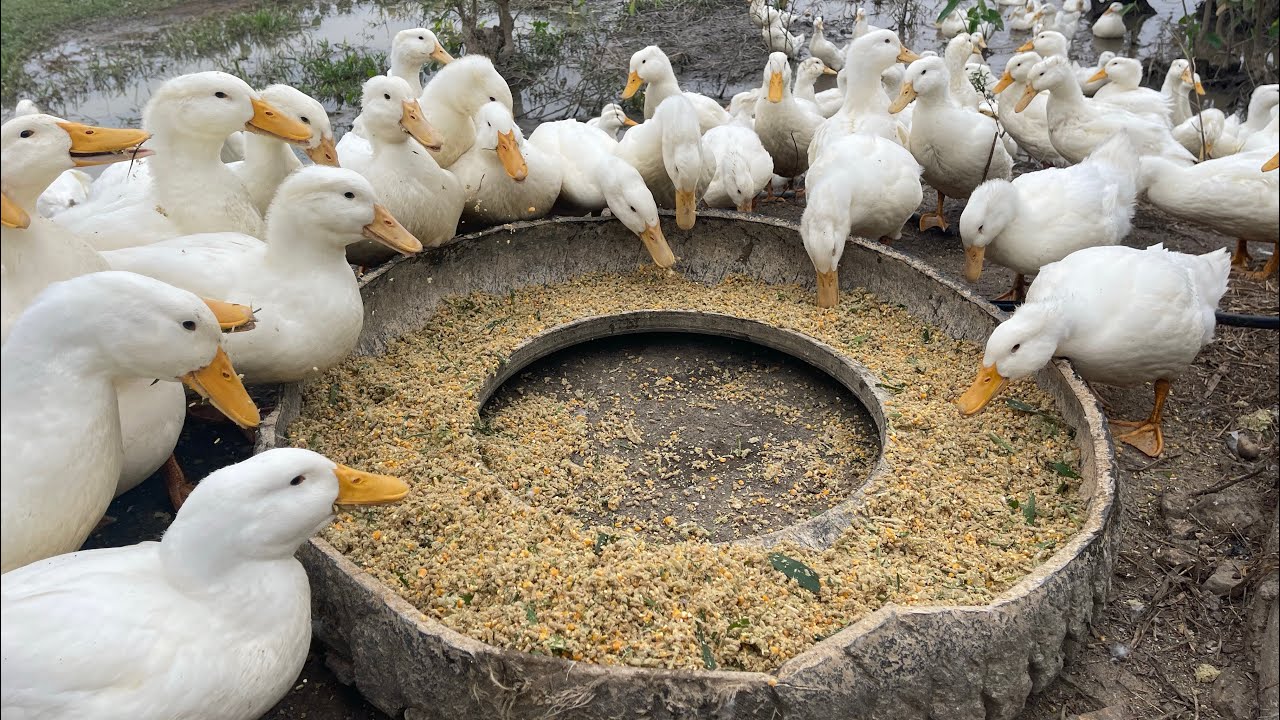Duck - Raise ducklings from small to mature - Ducks - The duck
