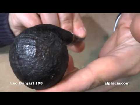 pipa Leo Borgart 190 - pipe smoking