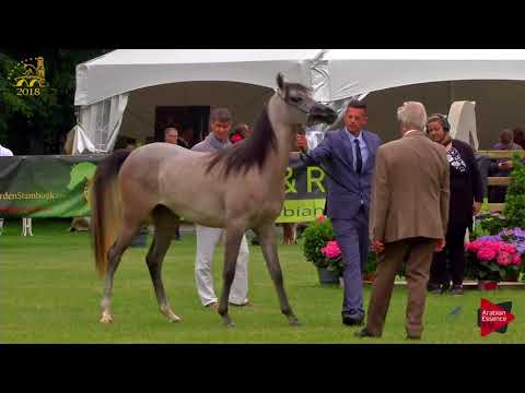 N.33 ANAIS NIN UMM - Bruges 2018 C European - 2 Years Old Fillies (Class 3)