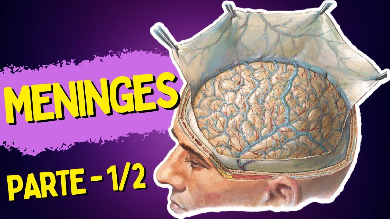 MENINGES - Parte 1/2 - DURA-MÁTER