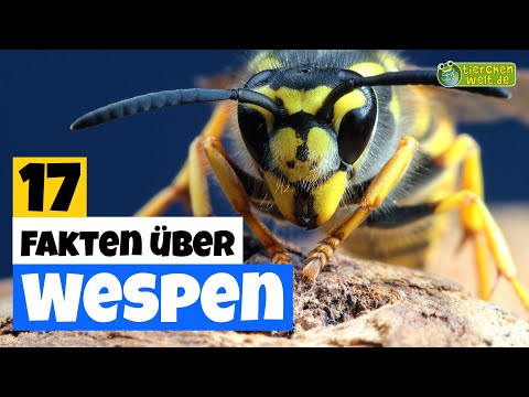17 Steckbrief-Fakten über die Wespe 🐝 - Doku-Wissen über Tiere - für Kinder