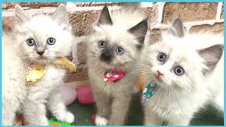 ペットショップCOO&RIKU No00704488(ラグドール)