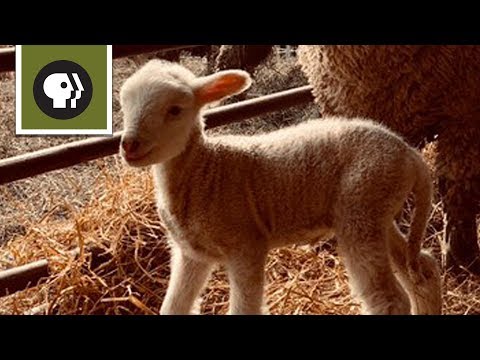 , title : 'Saksikan Bayi Domba Mengambil Langkah Pertamanya'