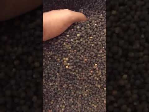 Bold Black Pepper, 30 Kgs Bags