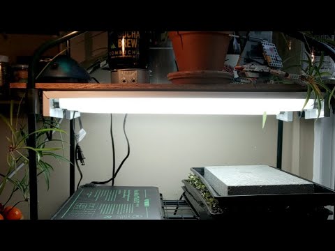 Mold Control On Sunflower Microgreens