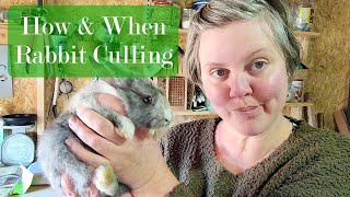 How, Why & When I start Culling w/ Meat Rabbits. Colony Style