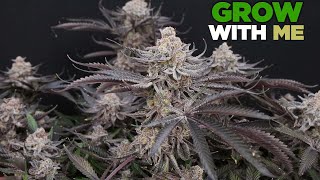 PROVEN MASTERCLASS for NEW GROWERS - Grow With Me Series -  PROMO
