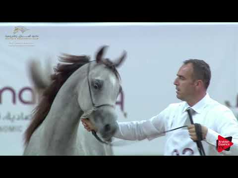 N.92 FARHAN AL ADEED - 2019 Qatar Nat. Peninsula show - Yearling Colts (Class 4B) .mp4