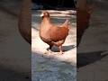 Pigeon Medona King ️ Kabutar Fancy 2023 High Shorts