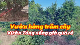 Unbranched Bodhi Tree | Clearance of 100 Unbranched Bodhi Trees Unbranched Bodhi Trees