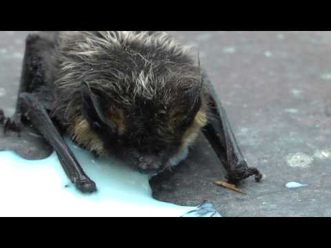 Lepakko Suomessa / Bat in Finland 2013