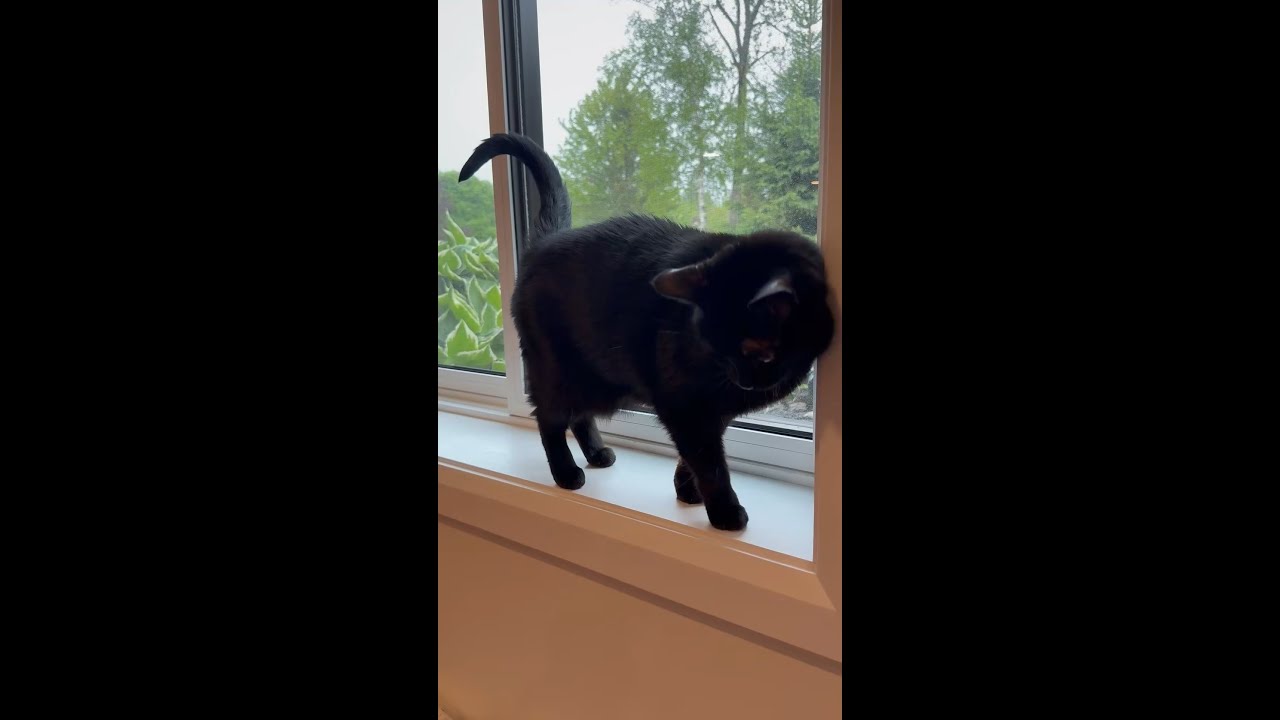 copy_BAD9C42B-C80F-4910-9EEE-76C38D4A037D.mov