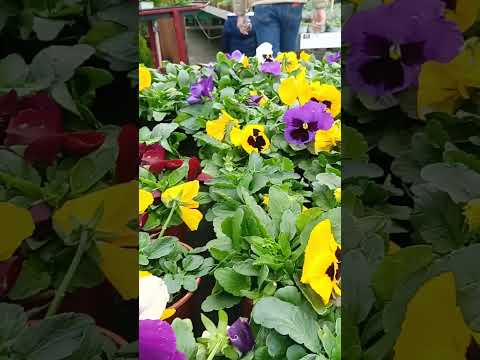 магазин цветов в Аликанте Tienda de flores en Alicante.