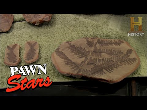 290 MILLION Year Old Spider Fossil in Vegas (Season 3) | Pawn Stars